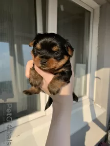 Photos supplémentaires: Chiots yorkshire terrier