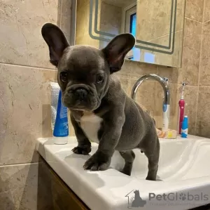 Photo №1. bouledogue - à vendre en ville de Leipzig | négocié | Annonce №32242