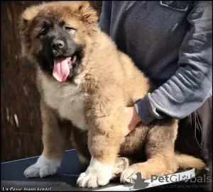 Photos supplémentaires: Chiots Berger du Caucase à vendre