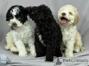 Photo №3. Lagotto Romagnolo MAGNIFIQUES chiots. Serbie