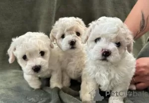 Photo №1. bichon à poil frisé - à vendre en ville de Berlin | Gratuit | Annonce №126398