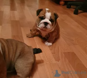 Photo №1. bulldog anglais - à vendre en ville de Leipzig | 400€ | Annonce №13479