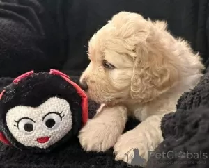 Photos supplémentaires: AJ Magnifiques mini Goldendoodles prêts maintenant !