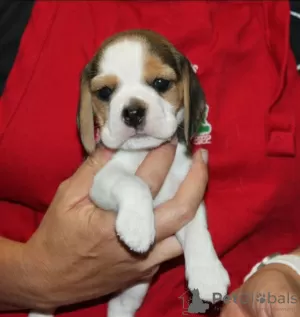 Photo №3. Chiots Beagle à la recherche d'un foyer pour toujours. Allemagne