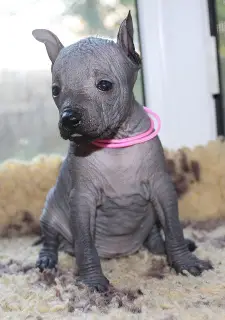 Photo №4. Je vais vendre xoloitzcuintle en ville de Moscou. de la fourrière - prix - Négocié