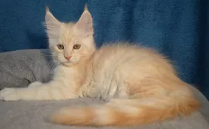 Photo №4. Je vais vendre maine coon en ville de Tikhvine. éleveur - prix - 364€