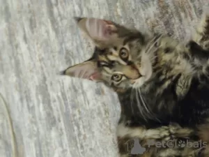 Photo №4. Je vais vendre maine coon en ville de Старая Русса. éleveur - prix - 308€