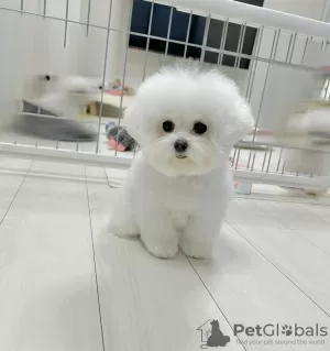 Photo №1. bichon à poil frisé - à vendre en ville de Prague | négocié | Annonce №111616