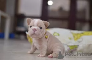 Photos supplémentaires: Bouledogue Français Grosse Corde