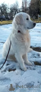 Photos supplémentaires: Golden retriever