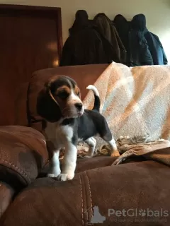 Photo №1. beagle - à vendre en ville de Bucharest | 0€ | Annonce №11593