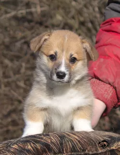 Photos supplémentaires: Welsh Corgi Pembroke