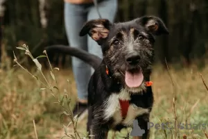 Photo №2 de l'annonce № 80906 de la vente chien bâtard - acheter à Fédération de Russie de l'abri