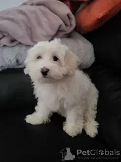 Photos supplémentaires: Bichon maltez à vendre