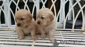 Photo №1. golden retriever - à vendre en ville de Vienna | 300€ | Annonce №75996