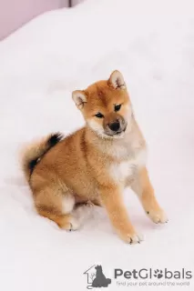 Photo №1. shiba - à vendre en ville de Москва | négocié | Annonce №31228