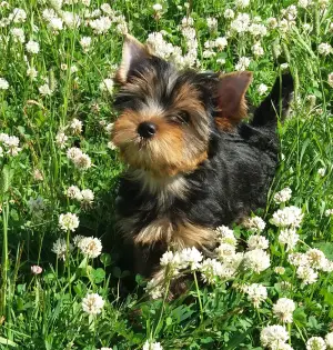 Photo №1. yorkshire terrier - à vendre en ville de Saint-Pétersbourg | Négocié | Annonce №2668