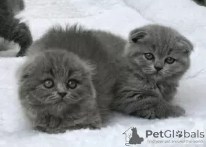 Photo №1. scottish fold - à vendre en ville de Anderlecht | 200€ | Annonce № 105494