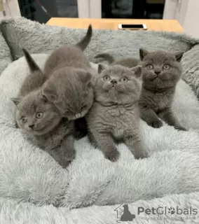 Photo №1. british shorthair - à vendre en ville de Jacksonville | négocié | Annonce № 122100