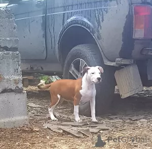 Photo №2 de l'annonce № 19465 de la vente american staffordshire terrier - acheter à Fédération de Russie de la fourrière