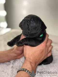 Photos supplémentaires: Beaux chiots Bouledogue Français à vendre.