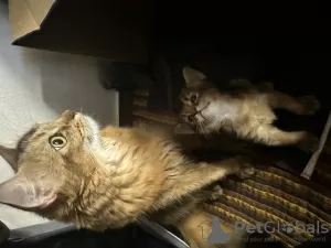 Photos supplémentaires: Chatons à poils longs RuddySomali