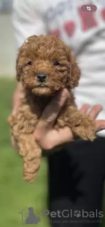 Photos supplémentaires: Petit caniche rouge