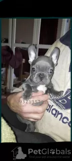 Photo №1. bouledogue - à vendre en ville de Kiev | 1000€ | Annonce №38137