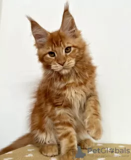 Photo №1. maine coon - à vendre en ville de Berlin | 500€ | Annonce № 103865