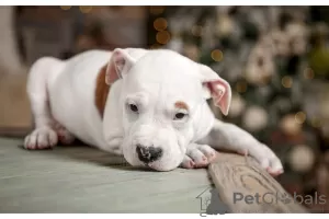 Photo №4. Je vais vendre american staffordshire terrier en ville de Москва. de la fourrière, éleveur - prix - 820€