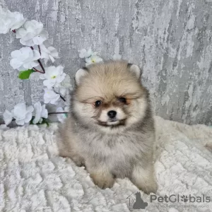 Photo №4. Je vais vendre spitz nain en ville de Paris. annonce privée - prix - négocié