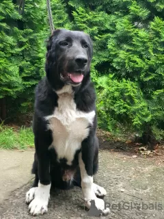 Photos supplémentaires: Chiot du chien de berger d'Asie centrale / CAO / Alabai