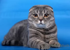 Photo №1. scottish fold - à vendre en ville de Москва | négocié | Annonce № 105556