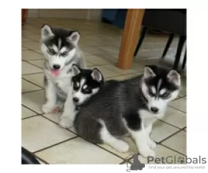 Photo №1. husky de sibérie - à vendre en ville de Gelendzhik | 300€ | Annonce №105501