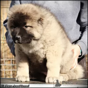 Photos supplémentaires: Chiots Berger du Caucase à vendre