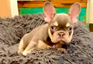 Photo №4. Je vais vendre bouledogue en ville de Weilrod. éleveur - prix - 2500€