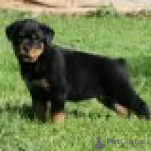 Photo №2 de l'annonce № 128435 de la vente rottweiler - acheter à Allemagne éleveur