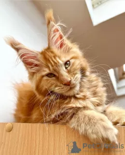 Photo №4. Je vais vendre maine coon en ville de Berlin. éleveur - prix - 500€