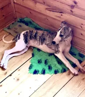 Photo №1. lévrier whippet - à vendre en ville de Saint-Pétersbourg | 714€ | Annonce №1309