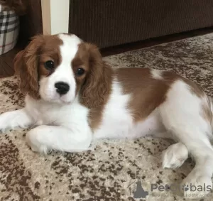 Photo №1. cavalier king charles spaniel - à vendre en ville de Москва | 1349€ | Annonce №9168