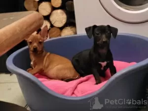 Photo №1. pinscher nain - à vendre en ville de Berlin | Gratuit | Annonce №126555