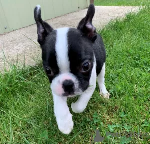 Photo №1. terrier de boston - à vendre en ville de Svedala | 1000€ | Annonce №11130