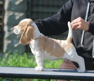 Photos supplémentaires: Une fille aristocrate à la recherche d'une taupe. Beagle