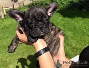 Photo №4. Je vais vendre bouledogue en ville de Brzeg. éleveur - prix - 2000€