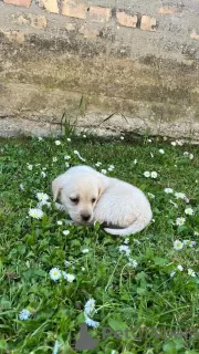 Photo №4. Je vais vendre labrador retriever en ville de Jakovo. éleveur - prix - négocié