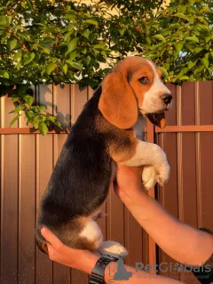 Photos supplémentaires: Le charmant chiot beagle est à la recherche d'un foyer et des plus tendres