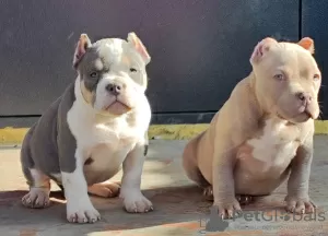 Photo №1. american bully - à vendre en ville de Krasnodar | 739€ | Annonce №99365