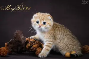 Photo №1. scottish fold - à vendre en ville de Ryazan | 358€ | Annonce № 3674