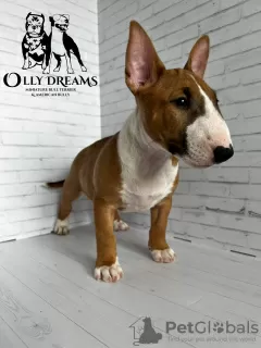 Photo №4. Je vais vendre bull terrier en ville de Paris. éleveur - prix - 2300€