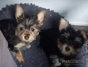 Photos supplémentaires: Il reste 2 superbes chiots Yorkshire Terrier (âgés de 10 semaines)